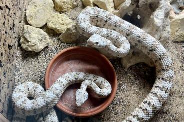 Giftschlangen kaufen und verkaufen Photo: Biete/Offer Crotalus pyrrhus, C. tigris, C. m. oaxacus Giftschlangen kaufen und verkaufen Photo: Biete/Offer Crotalus pyrrhus, C. tigris, C. m. oaxacus