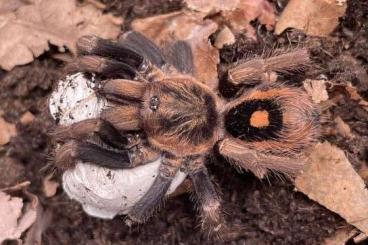 Vogelspinnen kaufen und verkaufen Foto: auf der Börse in RECKLINGHAUSEN, 15.10.2023 und WEINSTADT, 21.10.23: