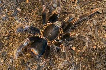 - bird spiders kaufen und verkaufen Photo: Für Hamm! Megaphobema peterklaasi, adultes Männchen, einsatzbereit!