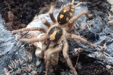 - bird spiders kaufen und verkaufen Photo: Hapalopus sp. Small and Hapalopus sp. Guerilla