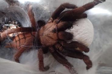 Vogelspinnen kaufen und verkaufen Foto: Special Spring Tarantula Offer