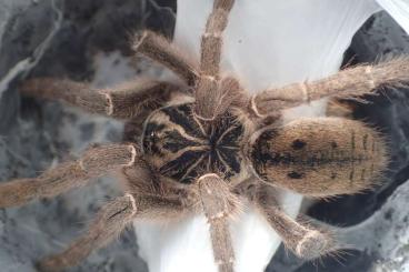 Spiders and Scorpions kaufen und verkaufen Photo: Biete für Recklinghausen am 18.05.25 und Houten am 01.06.25 Spiders and Scorpions kaufen und verkaufen Photo: Biete für Recklinghausen am 18.05.25 und Houten am 01.06.25