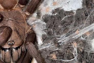 - bird spiders kaufen und verkaufen Photo: June 2025 Special Offer: Spiderlings for Sale - bird spiders kaufen und verkaufen Photo: June 2025 Special Offer: Spiderlings for Sale