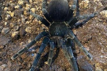 Spinnen und Skorpione kaufen und verkaufen Foto: Nachzuchtfrühlingssonderangebot: