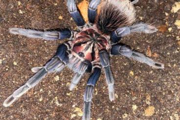 Spinnen und Skorpione kaufen und verkaufen Foto: Captive Born Tarantulas for sale or trde