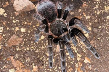 - bird spiders kaufen und verkaufen Photo: Sericopelma sp. Chiriqui CB 02/23