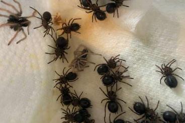 Spinnen und Skorpione kaufen und verkaufen Foto: Sonderangebote Nachzuchten Vogelspinnen
