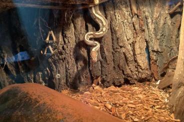 Königspythons kaufen und verkaufen Foto: Königspython / Python regius Königspythons kaufen und verkaufen Foto: Königspython / Python regius