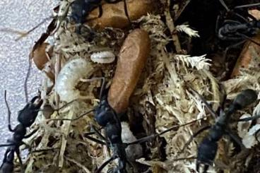 Insekten kaufen und verkaufen Foto: Pachycondyla apicalis Kolonie