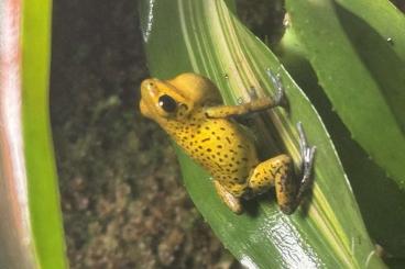 Poison dart frogs kaufen und verkaufen Photo: 1,0 Oophaga pumilio Bahia Grande, Nancy Poison dart frogs kaufen und verkaufen Photo: 1,0 Oophaga pumilio Bahia Grande, Nancy