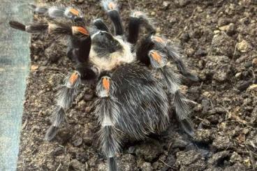 - bird spiders kaufen und verkaufen Photo: Brachypelma auratum pair or group - bird spiders kaufen und verkaufen Photo: Brachypelma auratum pair or group