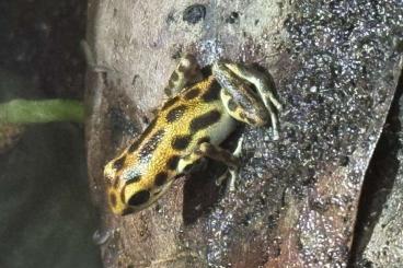 Pfeilgiftfrösche kaufen und verkaufen Foto: Oophaga pumilio Bri Bri, Bastimentos Gold Dust Pfeilgiftfrösche kaufen und verkaufen Foto: Oophaga pumilio Bri Bri, Bastimentos Gold Dust