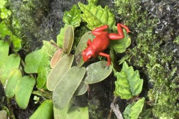 Poison dart frogs kaufen und verkaufen Photo: Oophaga pumilio Bri Bri, Bastimentos Gold Dust Poison dart frogs kaufen und verkaufen Photo: Oophaga pumilio Bri Bri, Bastimentos Gold Dust