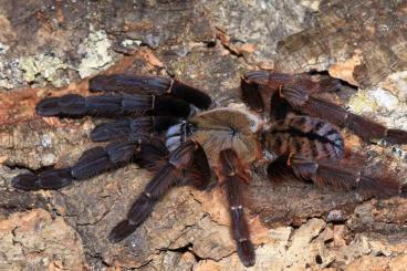Spinnen und Skorpione kaufen und verkaufen Foto: Phormingochilus everetti 