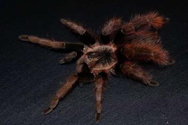 Spinnen und Skorpione kaufen und verkaufen Foto: Proshapalopus amazonicus 