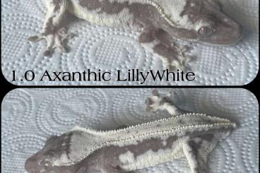Geckos kaufen und verkaufen Photo: Axanthic and Superdalmatian Crested Gecko