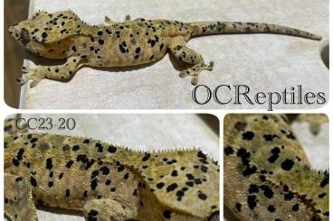 Geckos kaufen und verkaufen Photo: SuperDalmatian Crested gecko