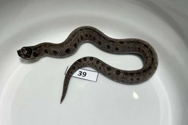 Schlangen kaufen und verkaufen Foto: Heterodon nasicus 2021 babies