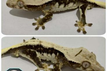 Geckos kaufen und verkaufen Foto: Lilly White 100% hetero Axanthic