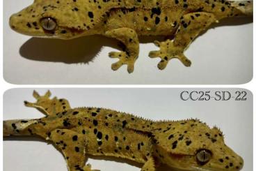 Geckos kaufen und verkaufen Foto: SuperDalmatian Crested gecko