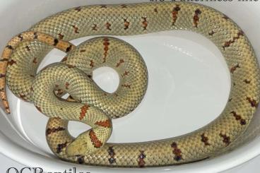 Nattern ungiftige  kaufen und verkaufen Foto: 1.0 Lampropeltis Leonis Patternless and 1.0 Greybanded River Road