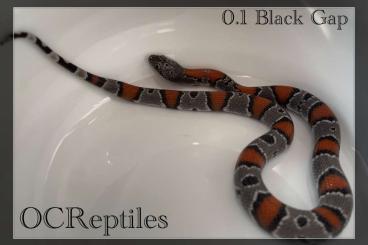 Snakes kaufen und verkaufen Photo: Lampropeltis Alterna (GreyBanded King)