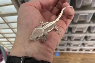 Geckos kaufen und verkaufen Foto: Axanthic and Axanthic LillyWhite