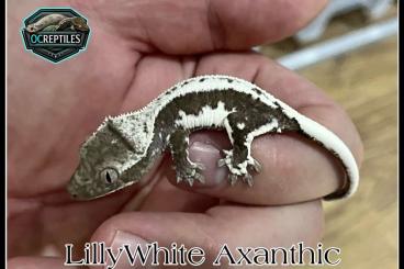 Geckos kaufen und verkaufen Foto: Axanthic, LillyWhite Axanthic, 100% hetero and SuperDalmatian