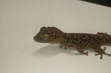 Echsen  kaufen und verkaufen Foto: I´m looking for geckos species