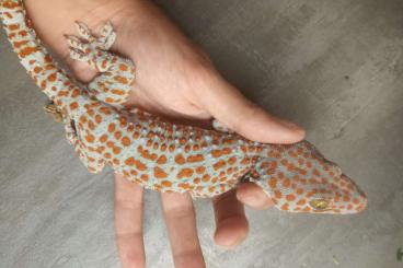 Echsen  kaufen und verkaufen Foto: Offer adult breeding male geckos