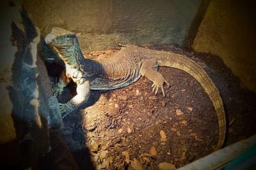 Warane kaufen und verkaufen Foto: Varanus salvator / Varanus gilleni Warane kaufen und verkaufen Foto: Varanus salvator / Varanus gilleni