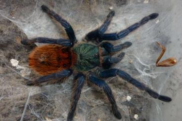 Spinnen und Skorpione kaufen und verkaufen Foto:  0.1 Chromatopelma cyaneopubescens