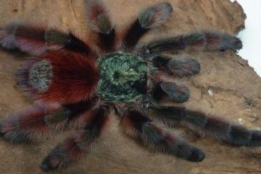 Spiders and Scorpions kaufen und verkaufen Photo: Caribena versicolor Männchen Spiders and Scorpions kaufen und verkaufen Photo: Caribena versicolor Männchen