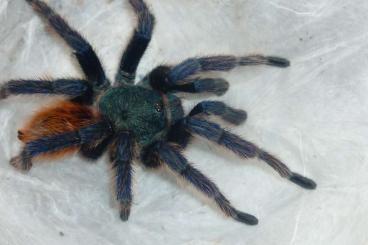 Spinnen und Skorpione kaufen und verkaufen Foto: 1.0 Chromatopelma cyaneopubescens RH frisch Spinnen und Skorpione kaufen und verkaufen Foto: 1.0 Chromatopelma cyaneopubescens RH frisch