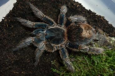 Spiders and Scorpions kaufen und verkaufen Photo: Thrixopelma cyaneolum.... Spiders and Scorpions kaufen und verkaufen Photo: Thrixopelma cyaneolum....