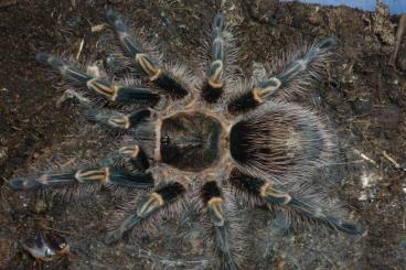 Spiders and Scorpions kaufen und verkaufen Photo: Grammostola pulchripes Pärchen ENZ Spiders and Scorpions kaufen und verkaufen Photo: Grammostola pulchripes Pärchen ENZ