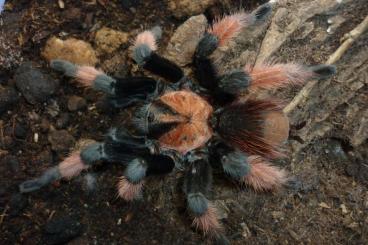 Spiders and Scorpions kaufen und verkaufen Photo: Brachypelma emilia Männchen adult