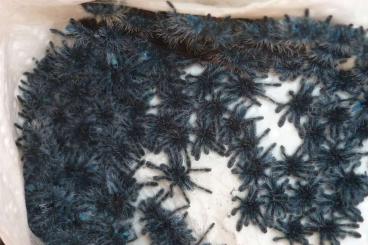 Spinnen und Skorpione kaufen und verkaufen Foto: Caribena versicolor aus ENZ...... Spinnen und Skorpione kaufen und verkaufen Foto: Caribena versicolor aus ENZ......