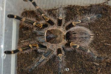 Spiders and Scorpions kaufen und verkaufen Photo: Grammostola pulchripes, eigene Nachzucht Spiders and Scorpions kaufen und verkaufen Photo: Grammostola pulchripes, eigene Nachzucht