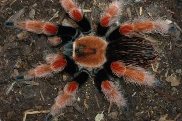 Spinnen und Skorpione kaufen und verkaufen Photo: B.boehmei/G.pulchripes Weibchen Spinnen und Skorpione kaufen und verkaufen Photo: B.boehmei/G.pulchripes Weibchen