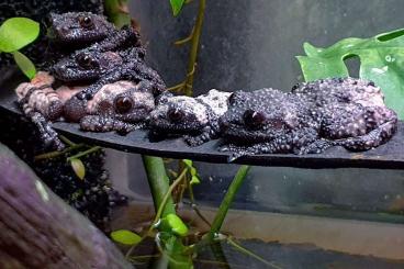 Frösche  kaufen und verkaufen Foto: Theloderma ryabovi (rare frogs)