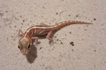 Geckos kaufen und verkaufen Foto: Nephrurus amyae, cinctus, milii and Paroedura picta 