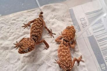 Geckos kaufen und verkaufen Photo: NEPHRURUS, UNDERWOODISAURUS and PAROEDURA picta (Houten/Hamm/Verona)
