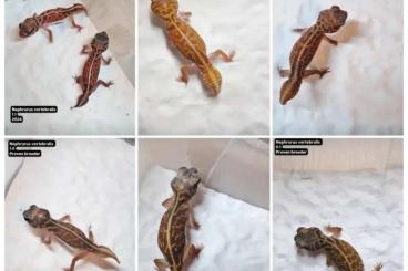 Geckos kaufen und verkaufen Photo: Nephrurus for sale or trade Geckos kaufen und verkaufen Photo: Nephrurus for sale or trade