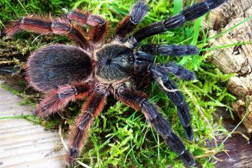 Spiders and Scorpions kaufen und verkaufen Photo: SPIDERS FOR SALE - wholesale slings Spiders and Scorpions kaufen und verkaufen Photo: SPIDERS FOR SALE - wholesale slings