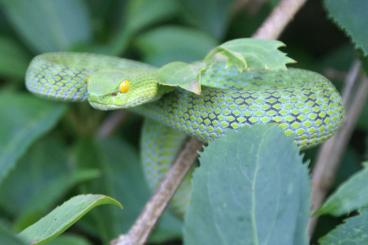 Giftschlangen kaufen und verkaufen Foto: Trimeresurus macrops for Houten
