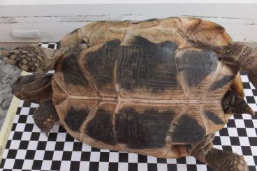 Landschildkröten kaufen und verkaufen Photo: Hobbyaufgabe aus gesundheitlichen Gründen Landschildkröten kaufen und verkaufen Photo: Hobbyaufgabe aus gesundheitlichen Gründen