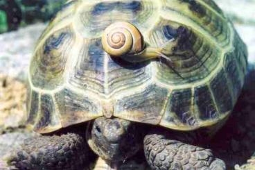 Landschildkröten kaufen und verkaufen Foto: Hobbyaufgabe aus gesundheitlichen Gründen