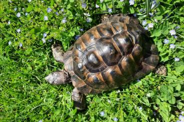 Tortoises kaufen und verkaufen Photo: 1,0 Maurische Landschildkröte, Testudo graeca ibera, Tgi