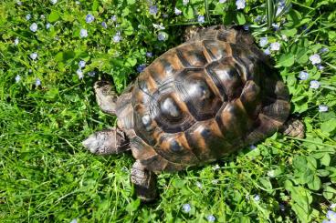 Landschildkröten kaufen und verkaufen Foto: 1,0 Maurische Landschildkröte, Testudo graeca ibera, Tgi